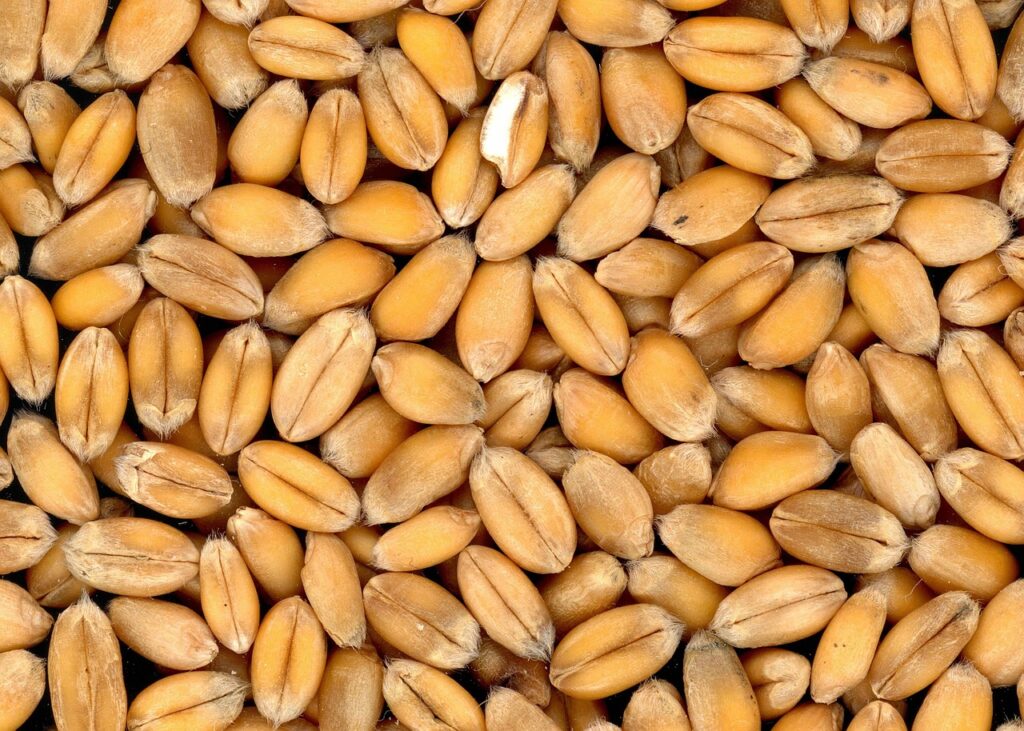 wheat, grains, 4k-4509.jpg
